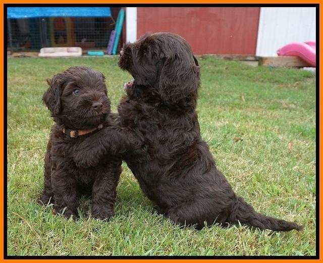 Ivory Champion pups 5 wks old 161