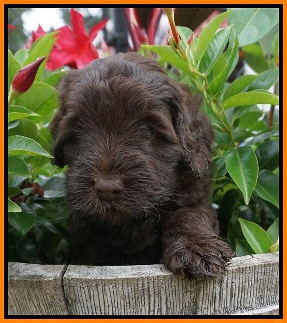 Ivory Champion pups 5 wks old 181