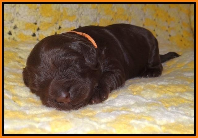 Ivory Chmapion pups 1 week old 121