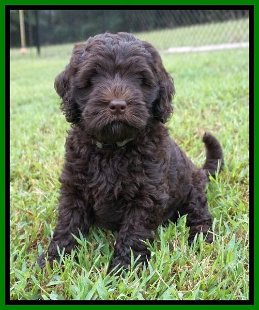 Ivory Champ pups 7 wks old221