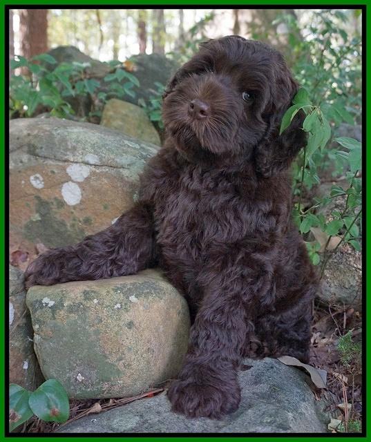 Ivory Champ pups 8 wk old 171