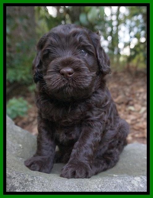Ivory Champion pups 4 wks old 151