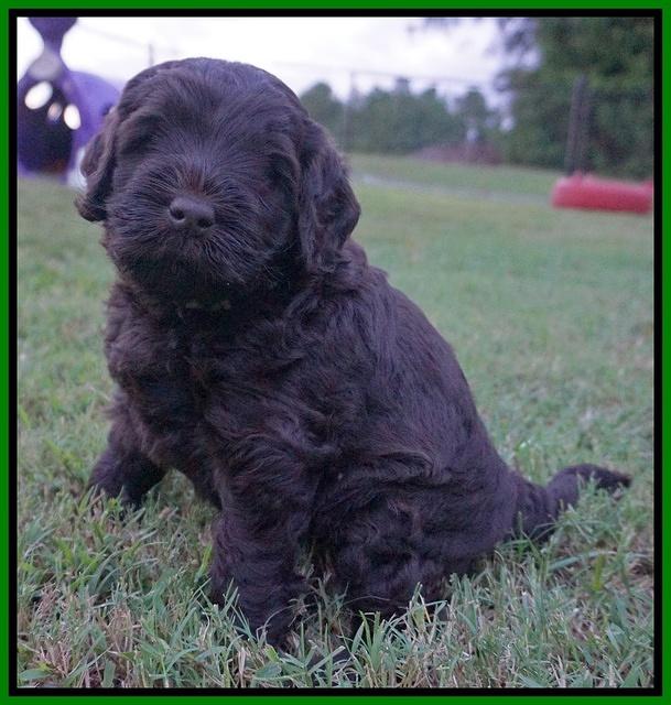 Ivory Champion pups 5 wks old 241