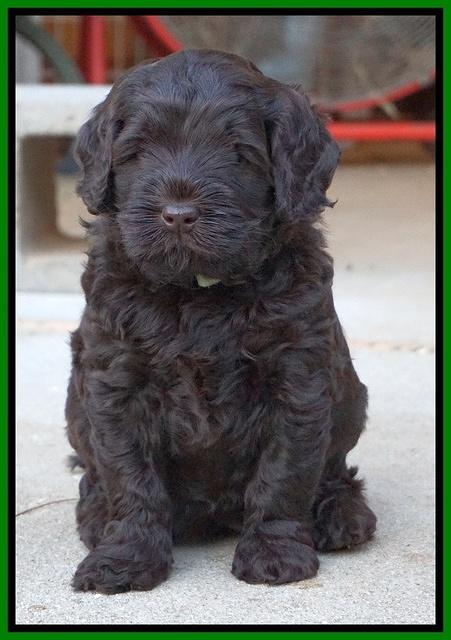 Ivory Champion pups 5 wks old 261