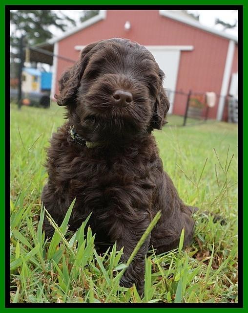 Ivory Champion pups 5 wks old 281