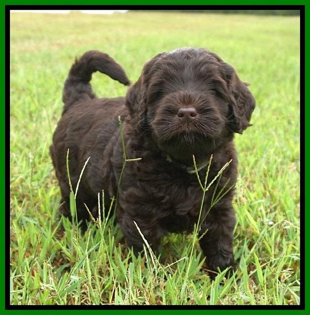 Ivory Champion pups 5 wks old 291