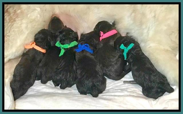 Ivory Champ pups newborn 21