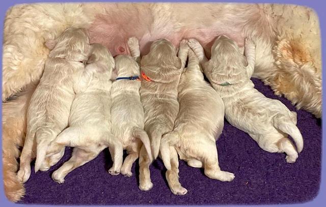 Ivory Dansby pups 1 wk old 51