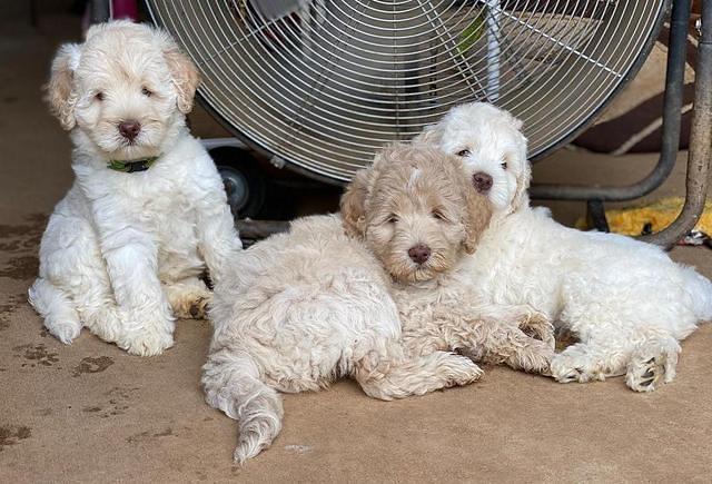 Ivory Dansby pups 7 wks old 331