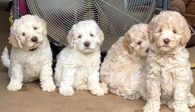 Ivory Dansby pups 7 wks old 351