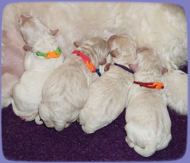 ivory Tucker newborn pictures 131