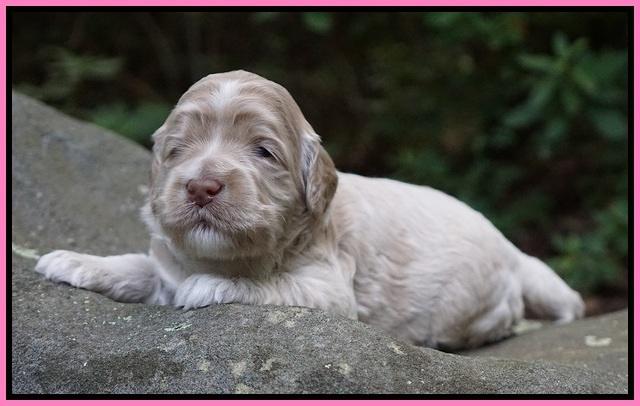 Ivory Dansby pups 2 wk old 41