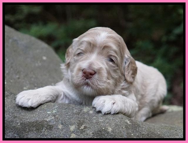 Ivory Dansby pups 2 wk old 51