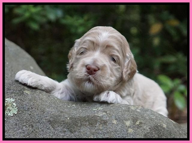 Ivory Dansby pups 2 wk old 61