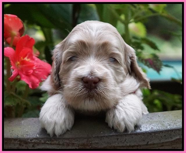 Ivory Dansby pups 3 wks old 61