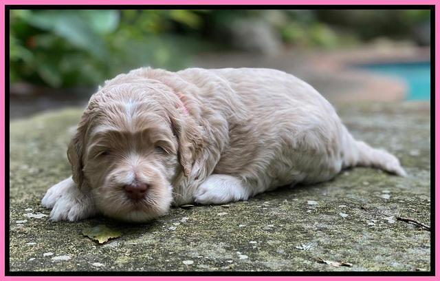 Ivory Dansby pups 3 wks old 71
