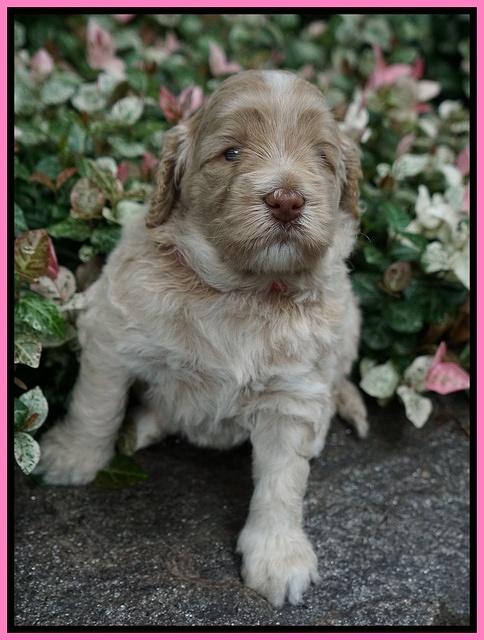Ivory Dansby pups 4 wks old 111