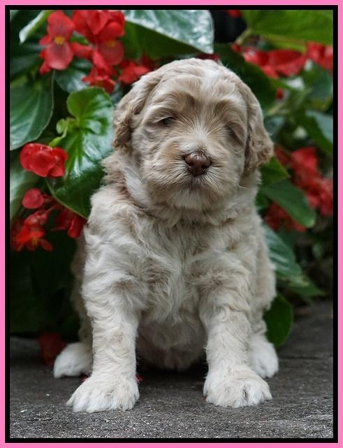 Ivory Dansby pups 4 wks old 61