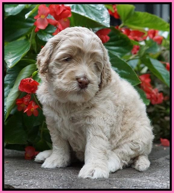 Ivory Dansby pups 4 wks old 71