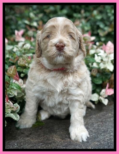 Ivory Dansby pups 4 wks old 81