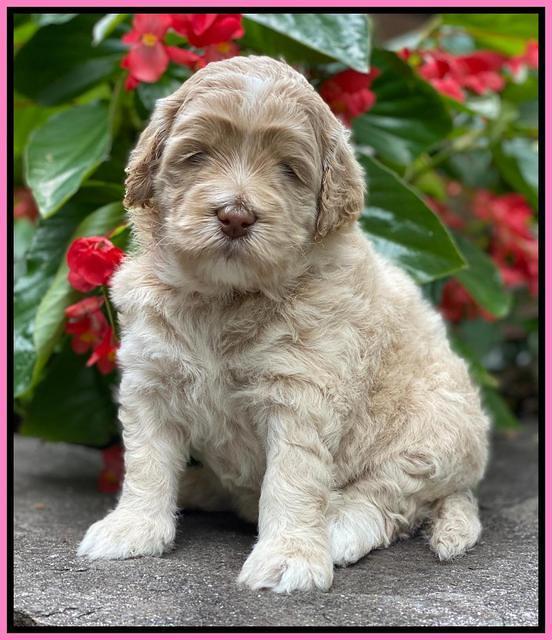 Ivory Dansby pups 4 wks old 91