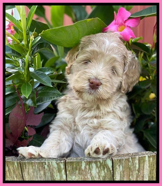 Ivory Dansby pups 5 wks old 51