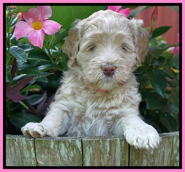 Ivory Dansby pups 5 wks old 71