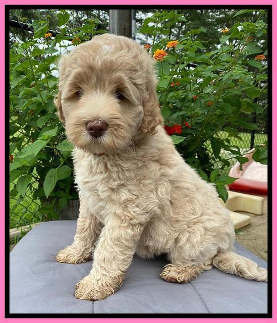 Ivory Dansby pups 7 wks old 101