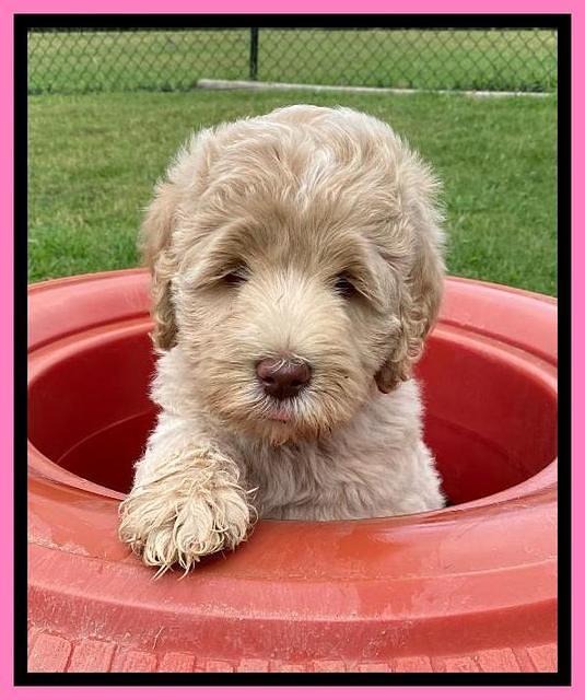 Ivory Dansby pups 7 wks old 61