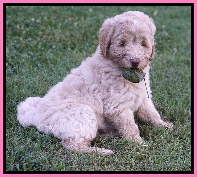 Ivory Dansby pups 7 wks old 81
