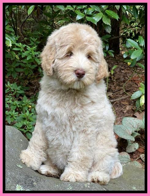 Ivory Dansby pups 8 wks old 21000