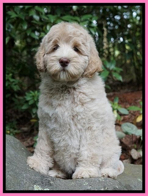 Ivory Dansby pups 8 wks old 41000