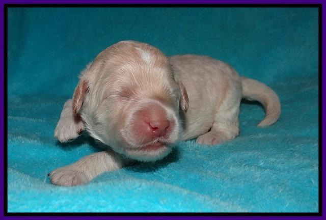 Ivory Dansby pups 1 wk old 101
