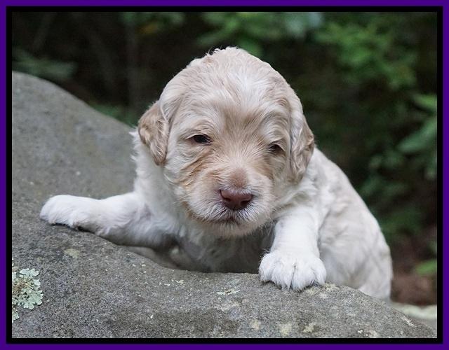Ivory Dansby pups 2 wk old 71