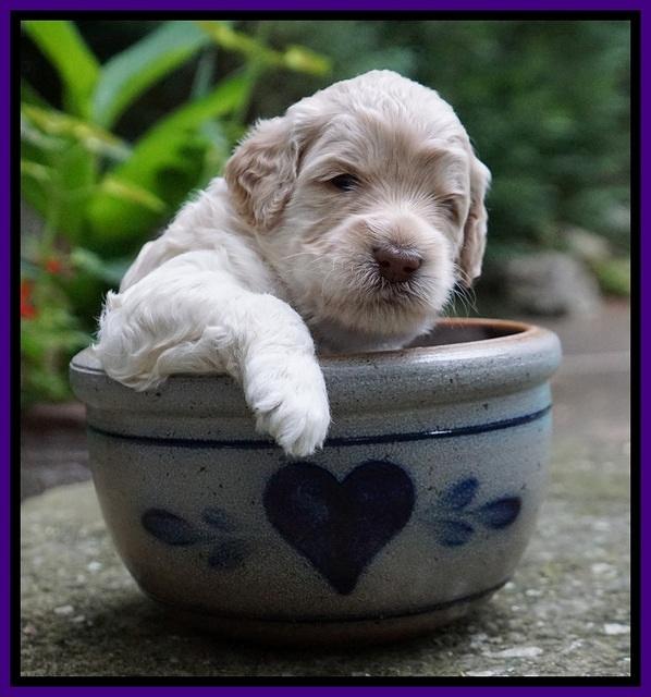 Ivory Dansby pups 3 wks old 91