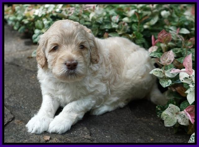 Ivory Dansby pups 4 wks old 131