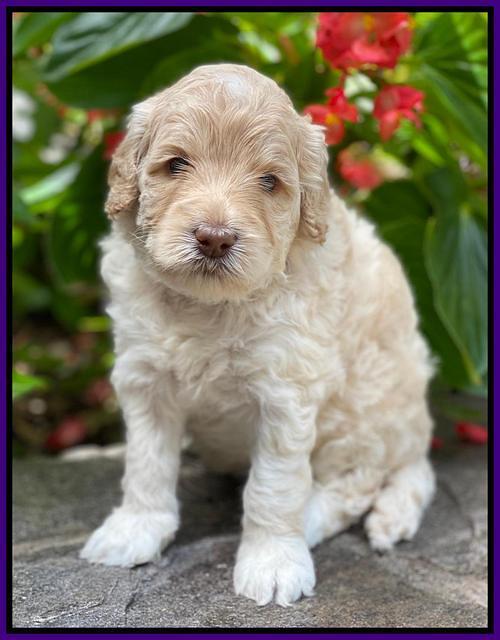 Ivory Dansby pups 4 wks old 141