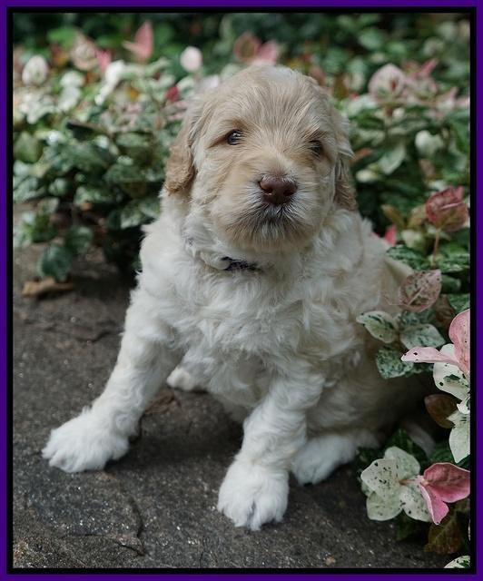 Ivory Dansby pups 4 wks old 161