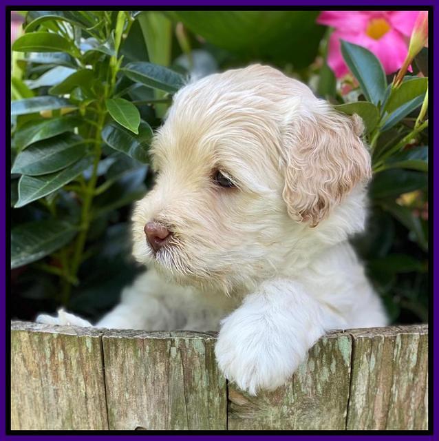 Ivory Dansby pups 5 wks old 111