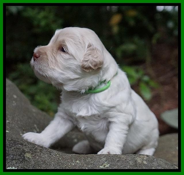 Ivory Dansby pups 2 wk old 101