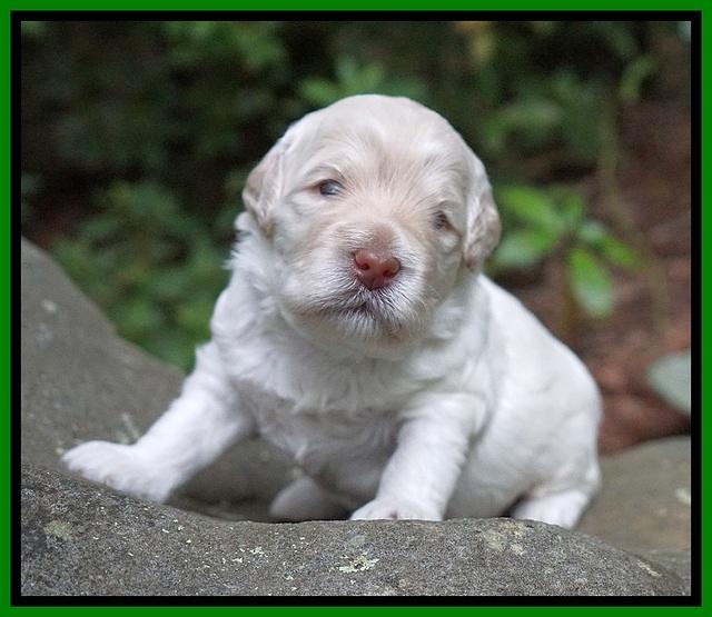 Ivory Dansby pups 2 wk old 121