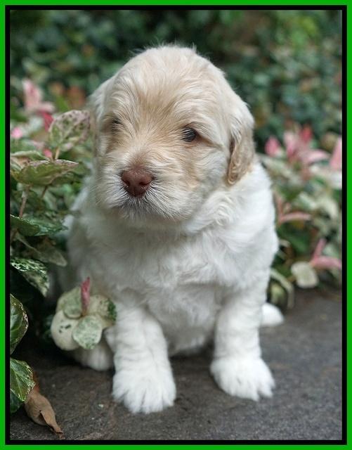 Ivory Dansby pups 4 wks old 201