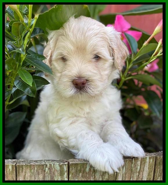 Ivory Dansby pups 5 wks old 171