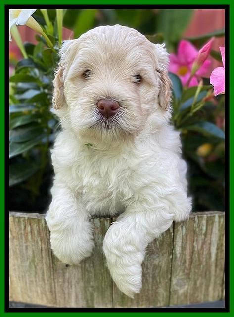 Ivory Dansby pups 5 wks old 181