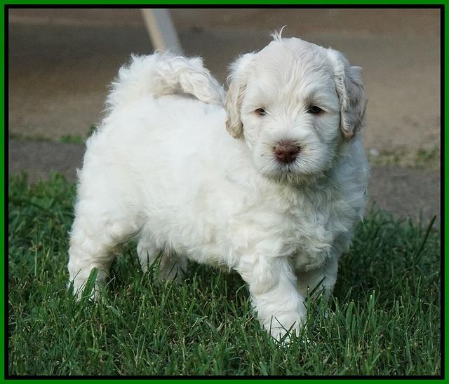 Ivory Dansby pups 5 wks old 191