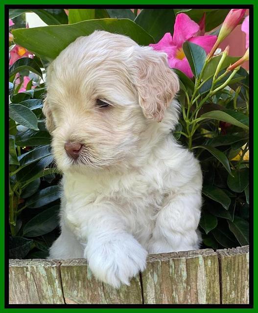 Ivory Dansby pups 5 wks old 201