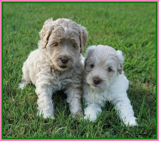 Ivory Dansby pups 5 wks old 211
