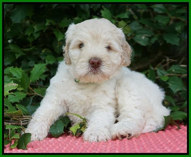 Ivory Dansby pups 6 wks old 151