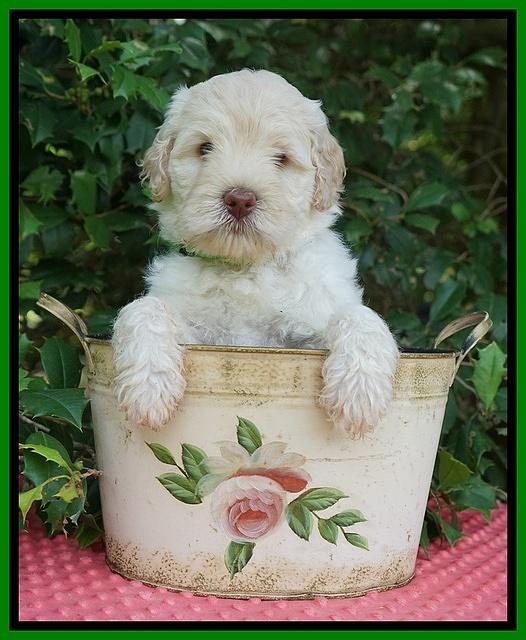 Ivory Dansby pups 6 wks old 161