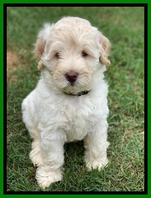 Ivory Dansby pups 7 wks old 191
